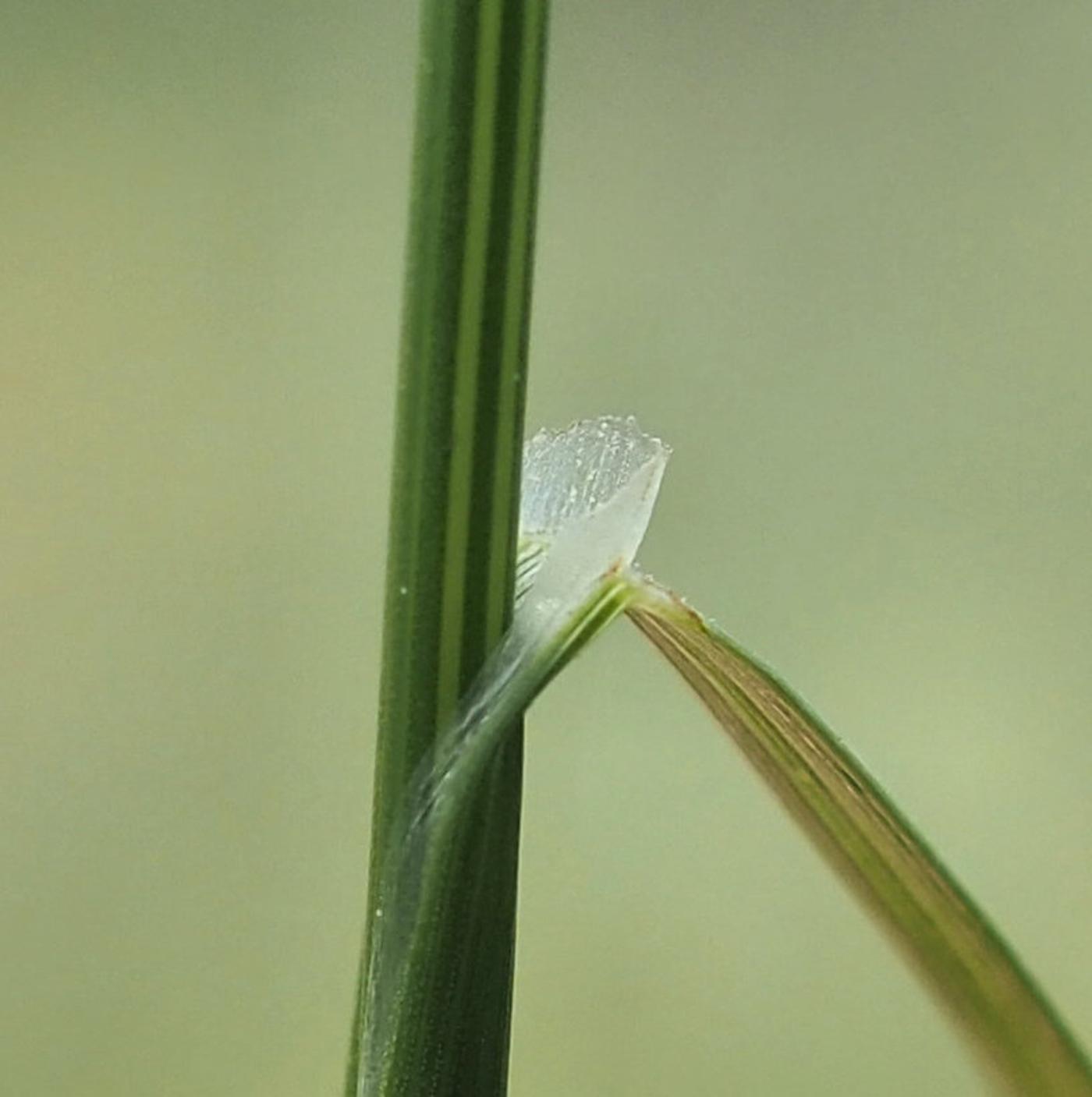 Hair-grass, Crested leaf